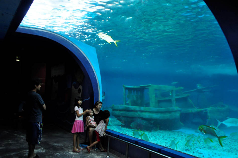 Beautiful J-shaped tunnel, the result of a dedicated aquarium design